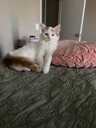 Lost Male Cat last seen Adrian and Lucas, Thousand Oaks, CA 91320