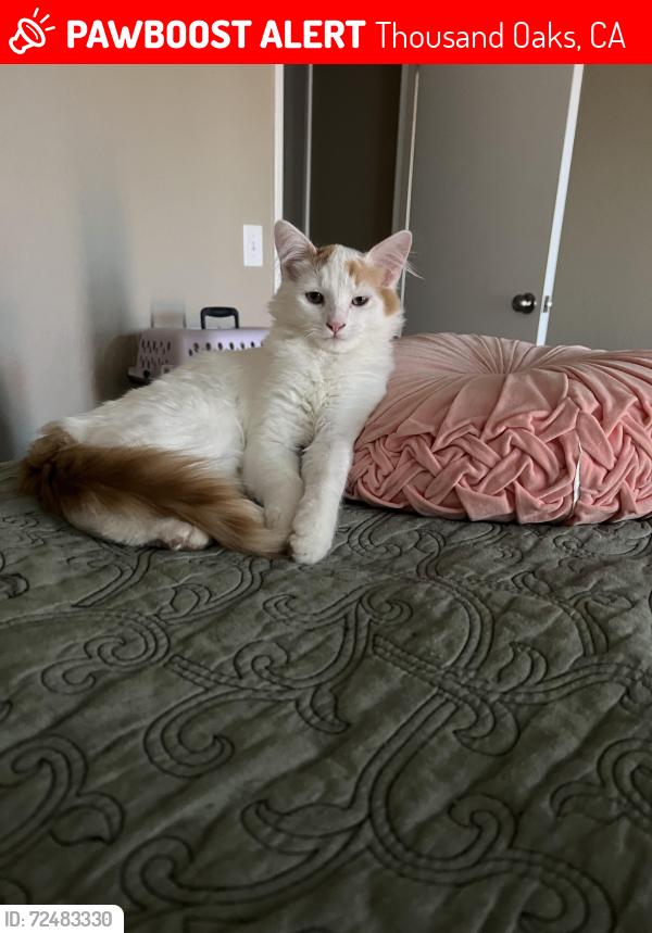 Lost Male Cat last seen Adrian and Lucas, Thousand Oaks, CA 91320