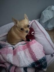 Lost Female Dog last seen Lanark Park, Los Angeles, CA 91304