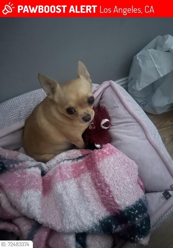 Lost Female Dog last seen Lanark Park, Los Angeles, CA 91304