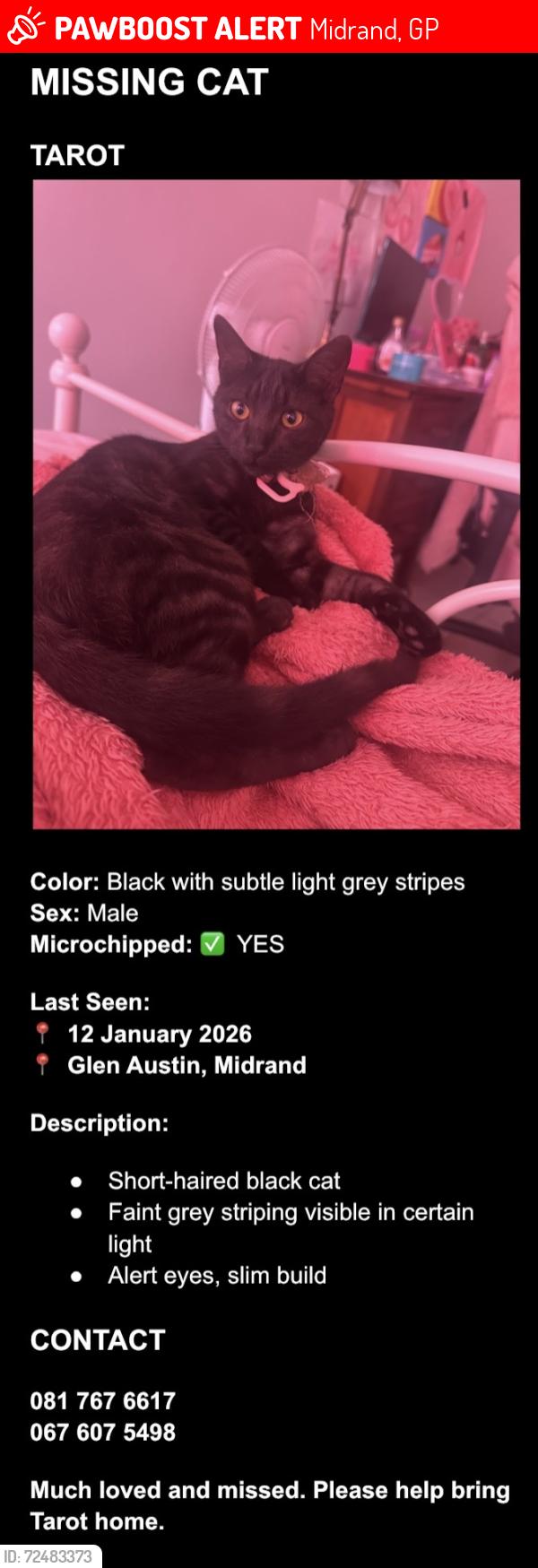 Lost Male Cat last seen Woolworths food stop engen summit road, Midrand, GP 1685
