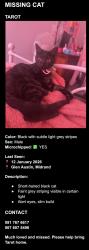 Lost Male Cat last seen Woolworths food stop engen summit road, Midrand, GP 1685