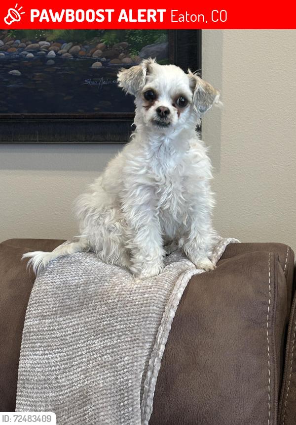 Lost Female Dog last seen County road 72 , Eaton, CO 80615