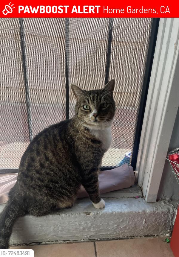 Lost Male Cat last seen Concord Ave and Wagoner , Home Gardens, CA 92879