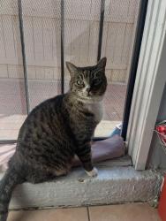 Lost Male Cat last seen Concord Ave and Wagoner , Home Gardens, CA 92879