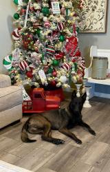 Lost Male Dog last seen CR 3369, Hubbard, TX 76648