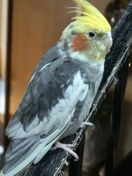 Lost Male Bird last seen Benton st. , Santa Clara, CA 95050