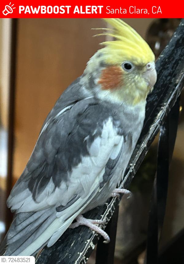 Lost Male Bird last seen Benton st. , Santa Clara, CA 95050