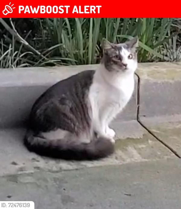 Lost Female Cat last seen Beach blvd and knoxville ave, Huntington Beach, CA 92648