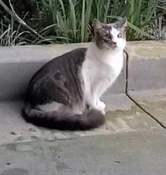 Lost Female Cat last seen Beach blvd and knoxville ave, Huntington Beach, CA 92648