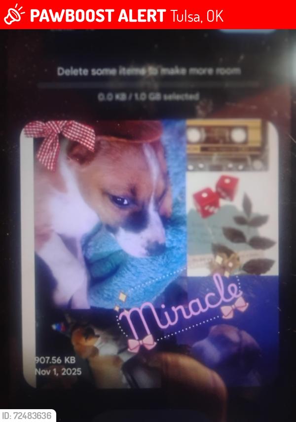 Lost Female Dog last seen Charles paige Blvd, Tulsa, OK 74127
