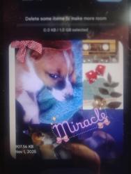 Lost Female Dog last seen Charles paige Blvd, Tulsa, OK 74127