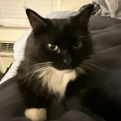 Reunited Female Cat last seen Near E McDowell Rd, Phoenix, AZ 85008, Phoenix, AZ 85008