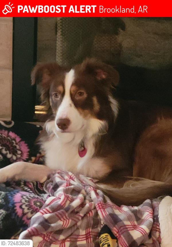 Lost Female Dog last seen Foster's Monument in Goobertown , Brookland, AR 72417