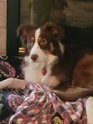 Lost Female Dog last seen Foster's Monument in Goobertown , Brookland, AR 72417