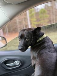 Lost Male Dog last seen Fernway & HWY 92, Fayetteville, GA 30214