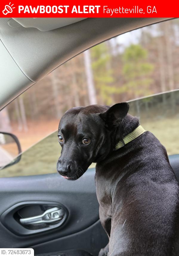 Lost Male Dog last seen Fernway & HWY 92, Fayetteville, GA 30214