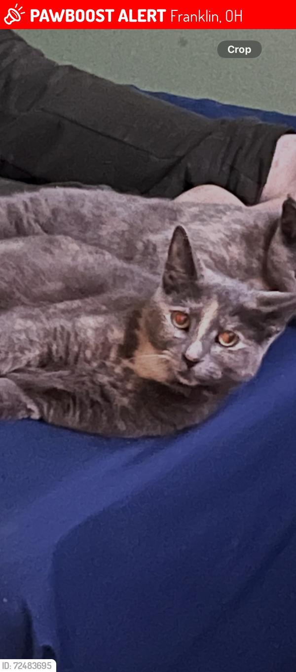 Lost Female Cat last seen Skokiaan dr, Franklin, OH 45005