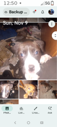Lost Female Dog last seen 240th154th, Graham, WA 98338