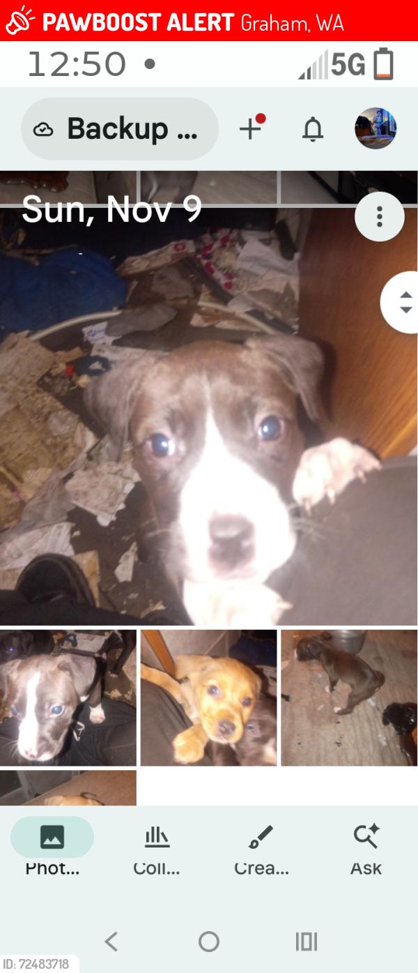 Lost Female Dog last seen 240th154th, Graham, WA 98338