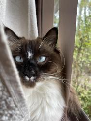 Lost Female Cat last seen Near Kylie Ave Ferny Hills, Ferny Hills, QLD 4055