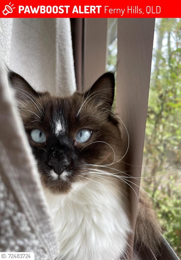 Lost Female Cat last seen Near Kylie Ave Ferny Hills, Ferny Hills, QLD 4055