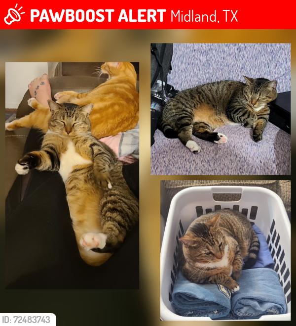 Lost Female Cat last seen Powell st, Midland, TX 79701