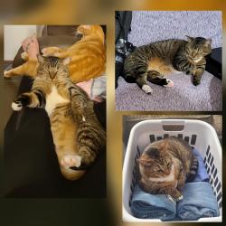 Lost Female Cat last seen Powell st, Midland, TX 79701