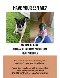 Lost Female Dog last seen Oates Rd, Houston, TX 77013
