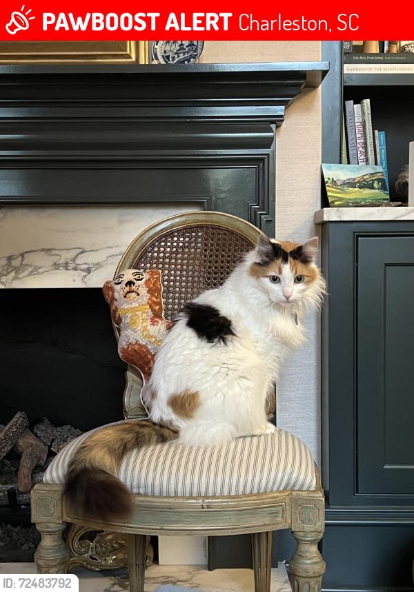 Lost Female Cat last seen Near Church Street, Charleston, SC 29401