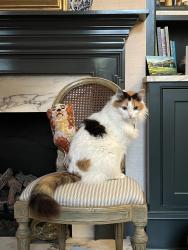 Lost Female Cat last seen Near Church Street, Charleston, SC 29401