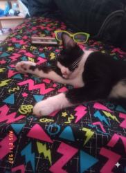 Lost Female Cat last seen Near pegwood court Huber Heights, Oh 45424, Dayton, OH 45424