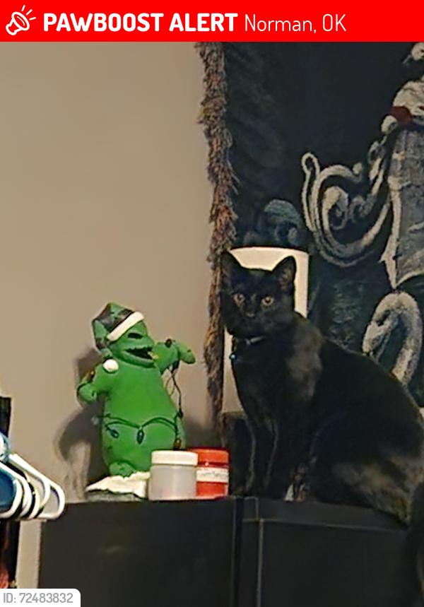 Lost Male Cat last seen Eagle cliff and Cedar lane, Norman, OK 73072