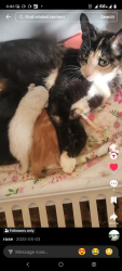 Lost Female Cat last seen Shaw and west, Fresno, CA 93705