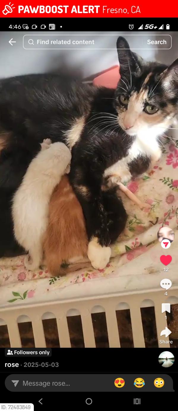 Lost Female Cat last seen Shaw and west, Fresno, CA 93705
