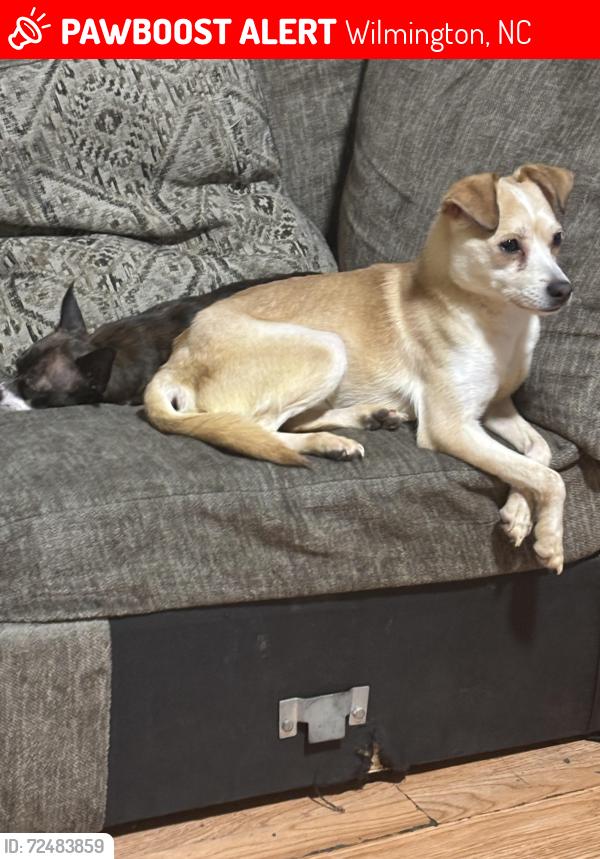 Lost Male Dog last seen Near Cameron Court, Wilmington, NC 28401