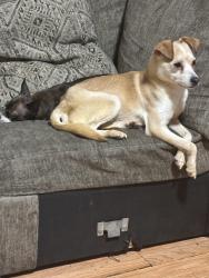 Lost Male Dog last seen Near Cameron Court, Wilmington, NC 28401