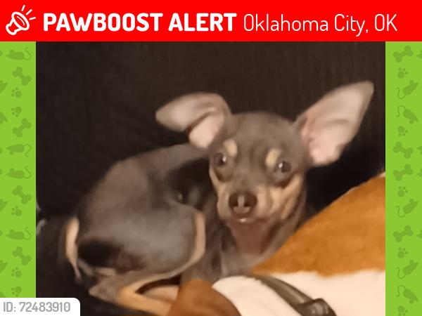 Lost Male Dog last seen SW 44th and Pennsylvania , Oklahoma City, OK 73119