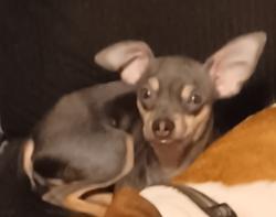 Lost Male Dog last seen SW 44th and Pennsylvania , Oklahoma City, OK 73119