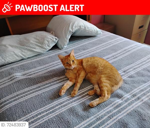 Lost Male Cat last seen Rue Claude, Saint-Jean-sur-Richelieu, QC J3B 2P1