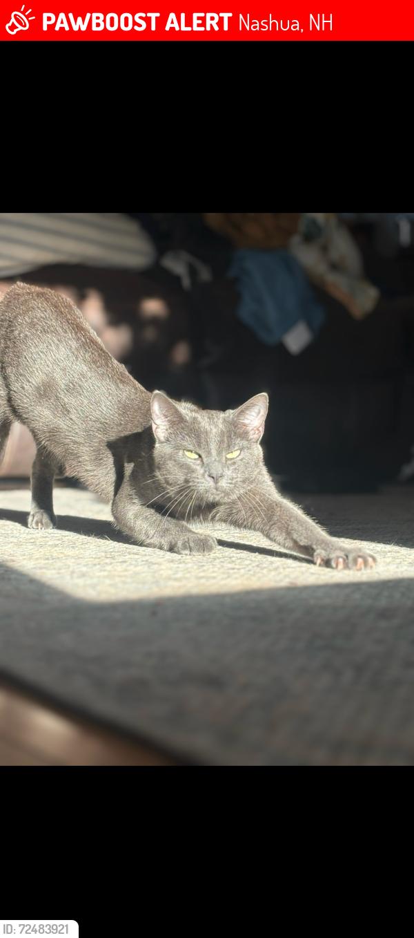Lost Male Cat last seen Could be along West Hollis Street Area or near Fotenes Market, Nashua, NH 03062