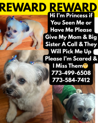 Lost Female Dog last seen Division and kostner, Chicago, IL 60651