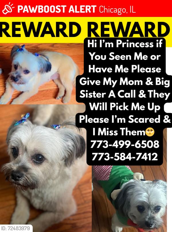 Lost Female Dog last seen Division and kostner, Chicago, IL 60651