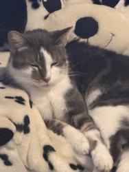 Lost Female Cat last seen 3512-3510 w huron , Chicago, IL 60624
