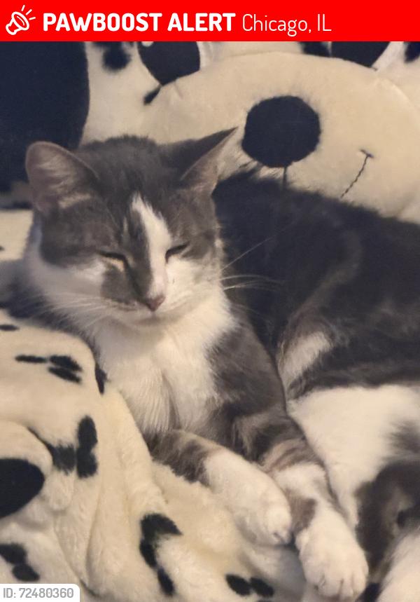 Lost Female Cat last seen 3512-3510 w huron , Chicago, IL 60624