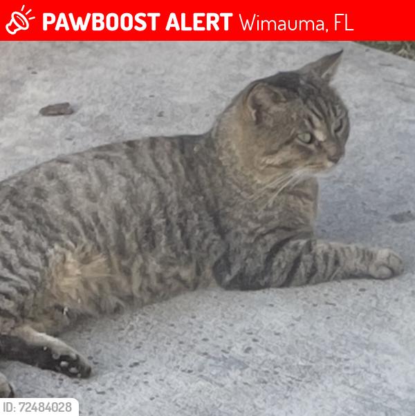 Lost Male Cat last seen Bishop Rd, South Shore Bay, Wimauma, FL 33598
