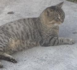 Lost Male Cat last seen Bishop Rd, South Shore Bay, Wimauma, FL 33598