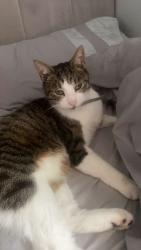 Lost Male Cat last seen Belle isle circus, Belle Isle, England LS10 3AG