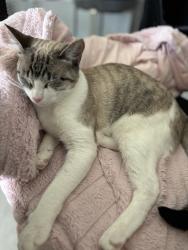 Lost Female Cat last seen Harvest moom, Bradenton, FL 34211