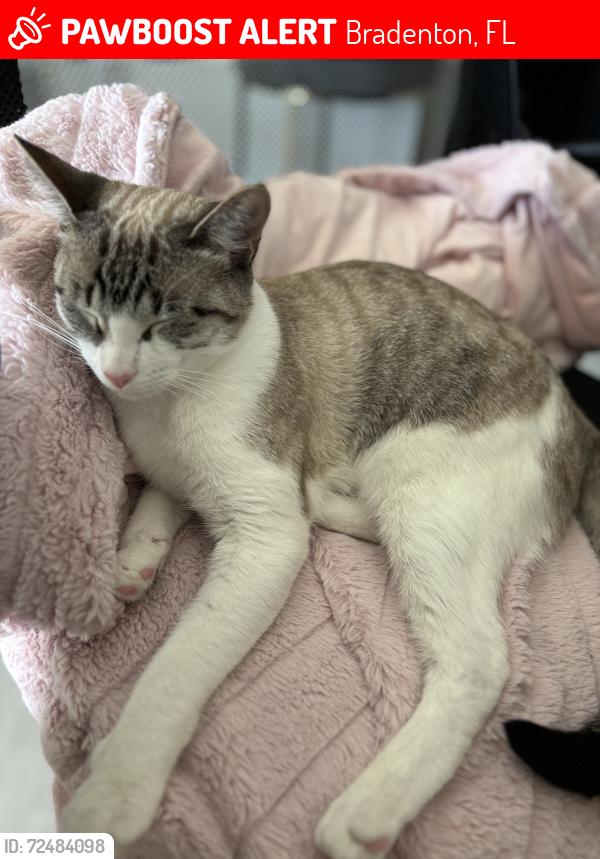 Lost Female Cat last seen Harvest moom, Bradenton, FL 34211